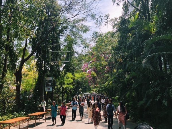 Students Walk Down a Pathway with Lots of Trees